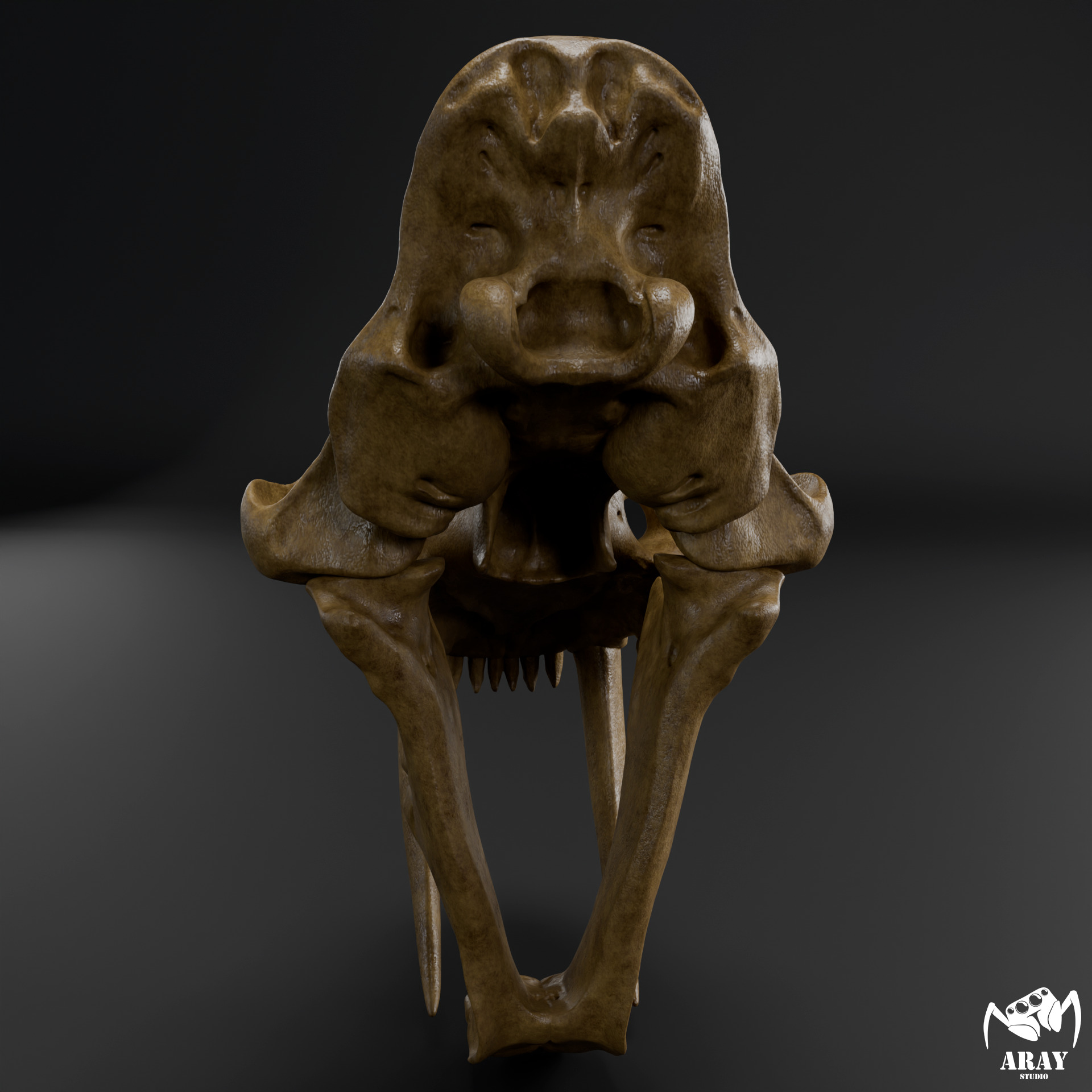 Smilodon populator -  sabertooth skull 3D print model_5