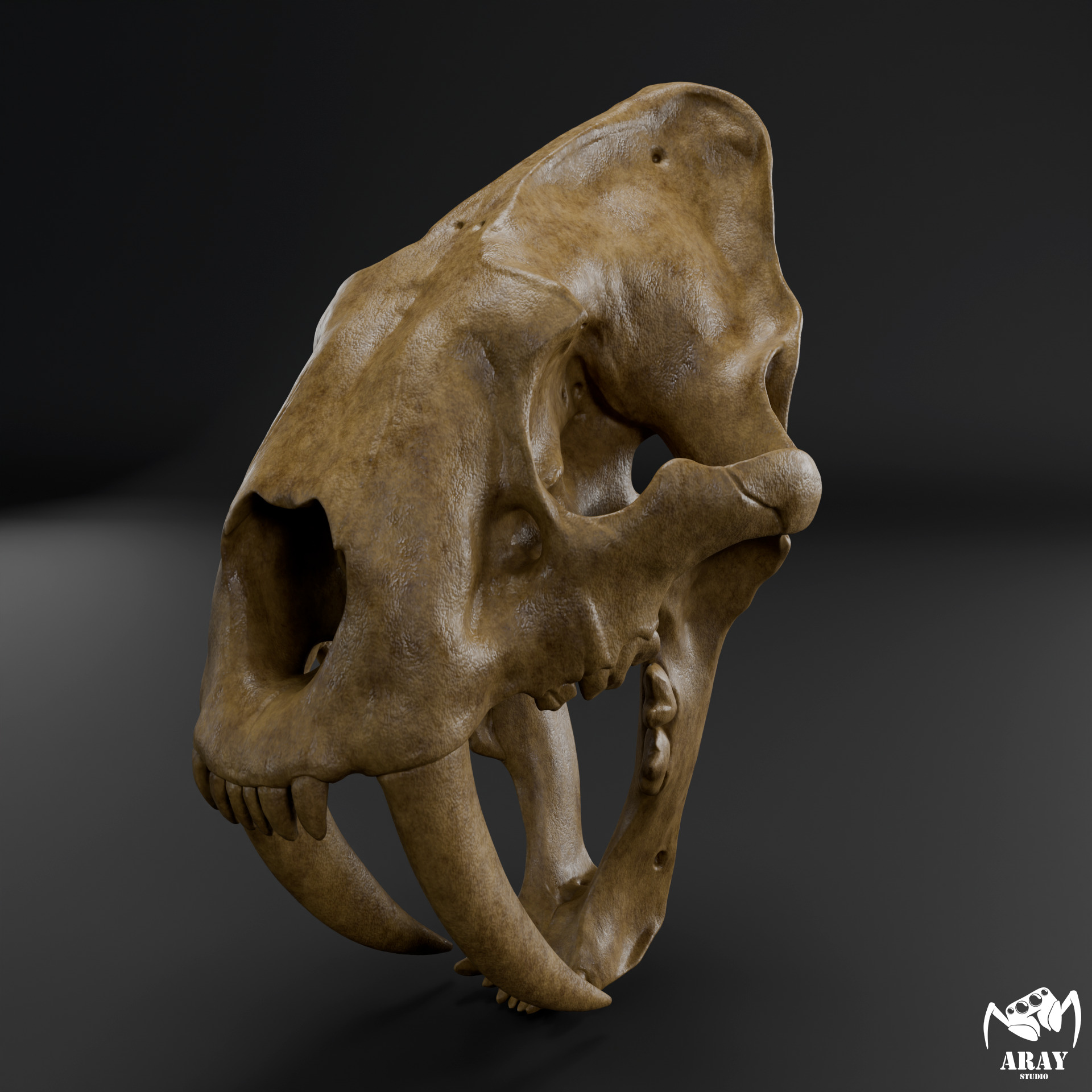 Smilodon populator -  sabertooth skull 3D print model_2
