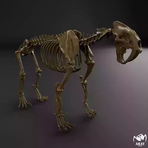 Smilodon populator - sabertooth skeleton