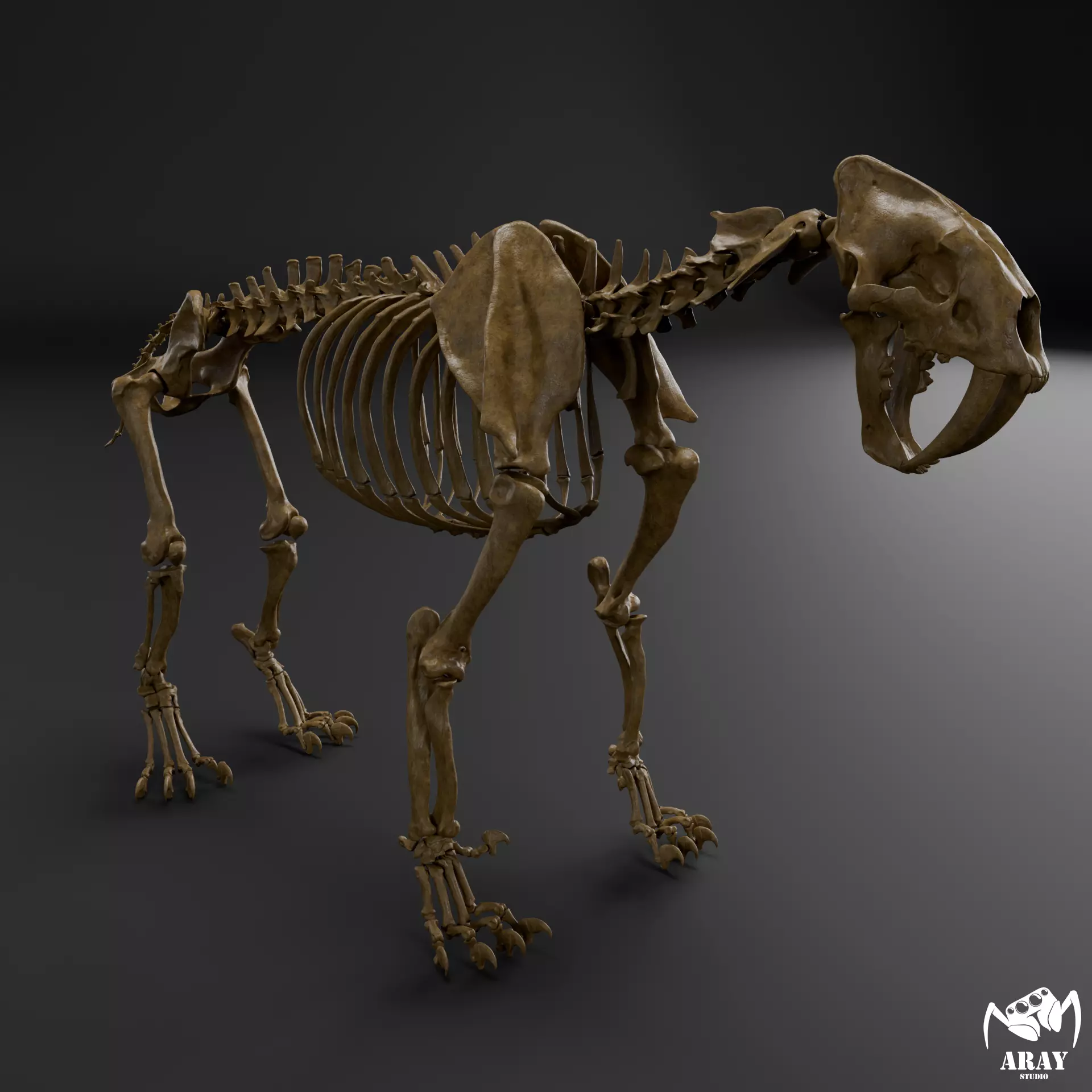 Smilodon populator - sabertooth skeleton 3D print model
