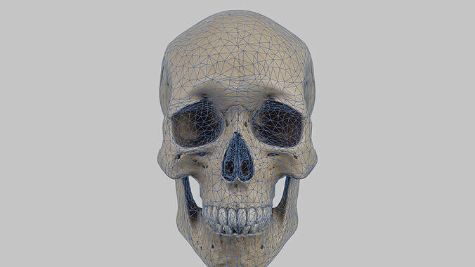 Human Skull Low-poly 3D model