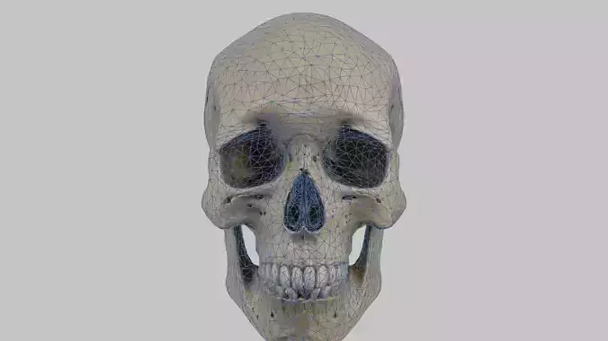 Human Skull