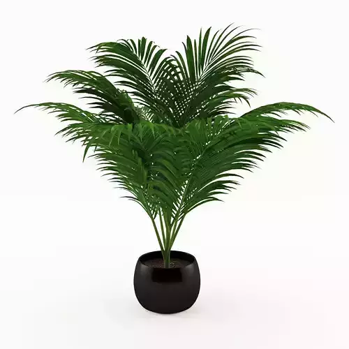 Indoor Palm Plant