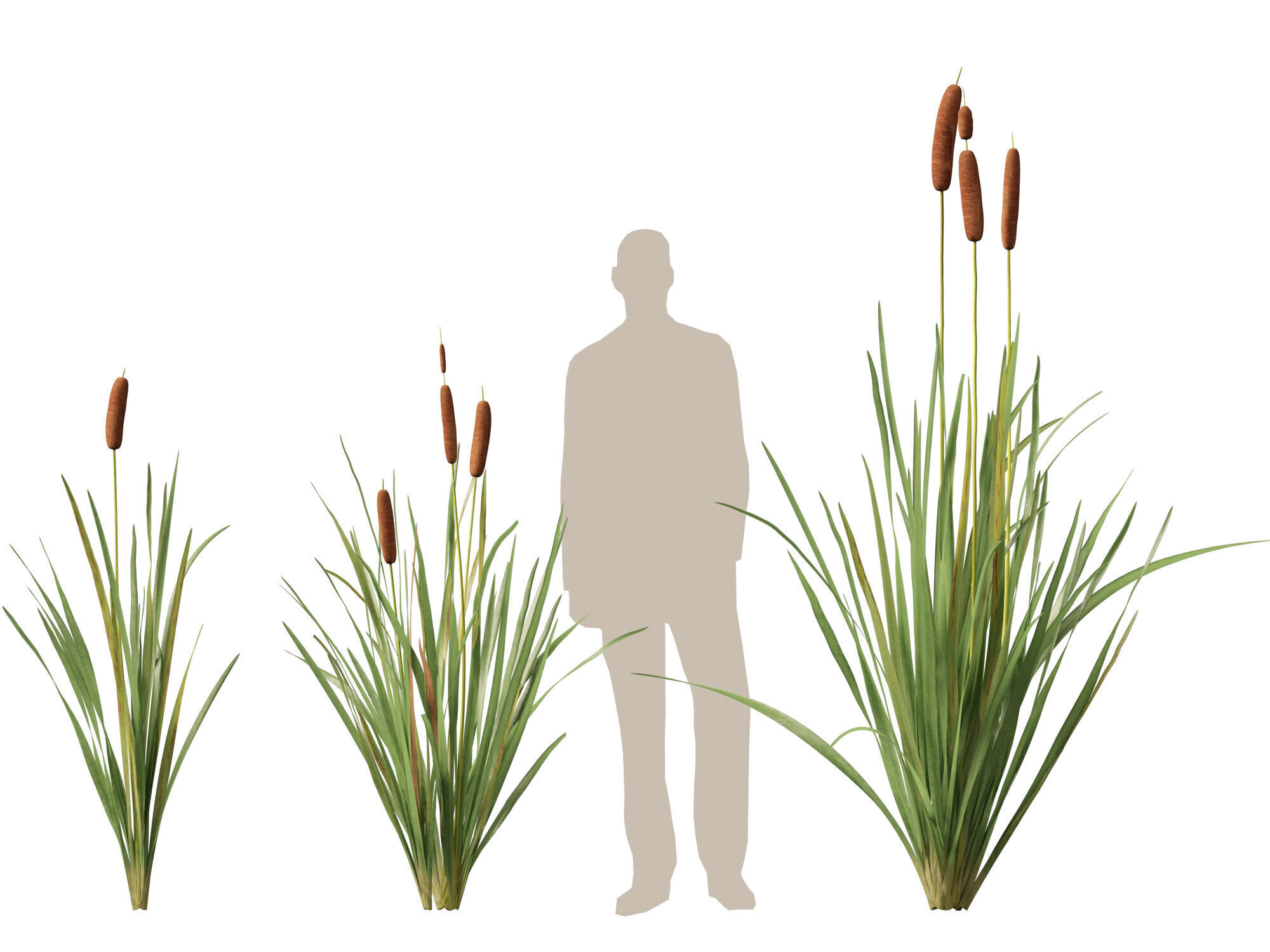 Highpoly LowPoly - Typha orientalis - bulrush Low-poly 3D model_8