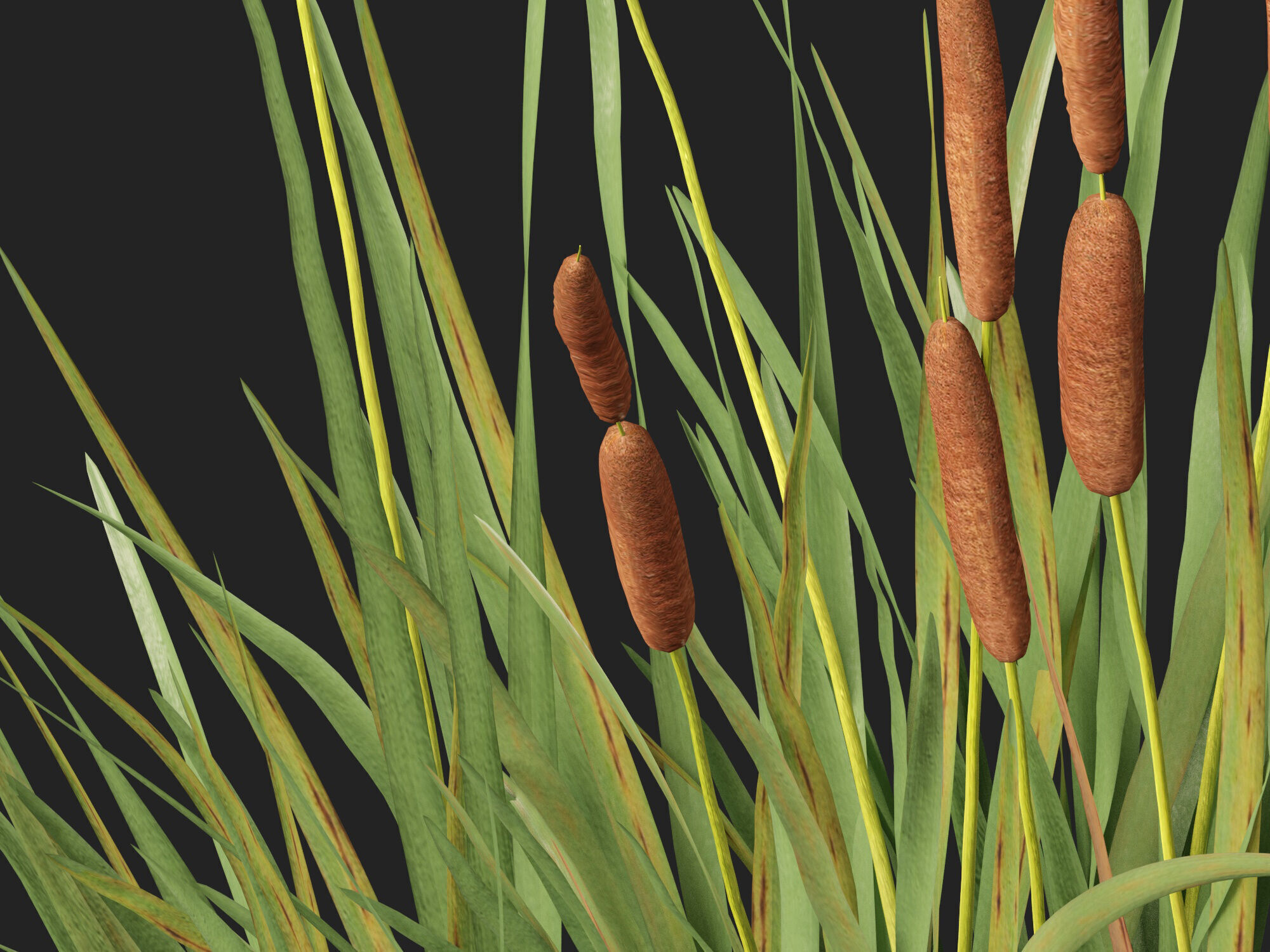 Highpoly LowPoly - Typha orientalis - bulrush Low-poly 3D model_4