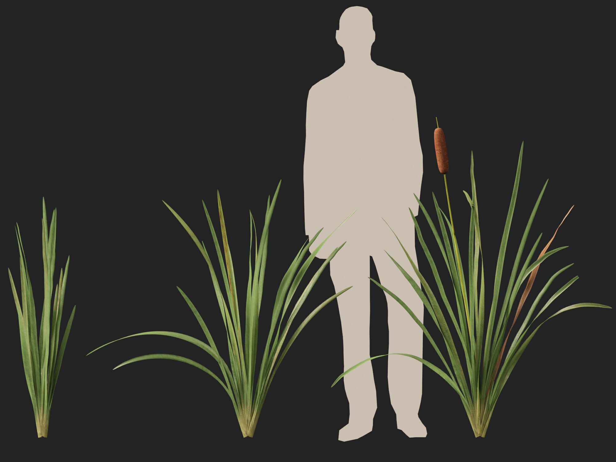 Highpoly LowPoly - Typha orientalis - bulrush Low-poly 3D model_7