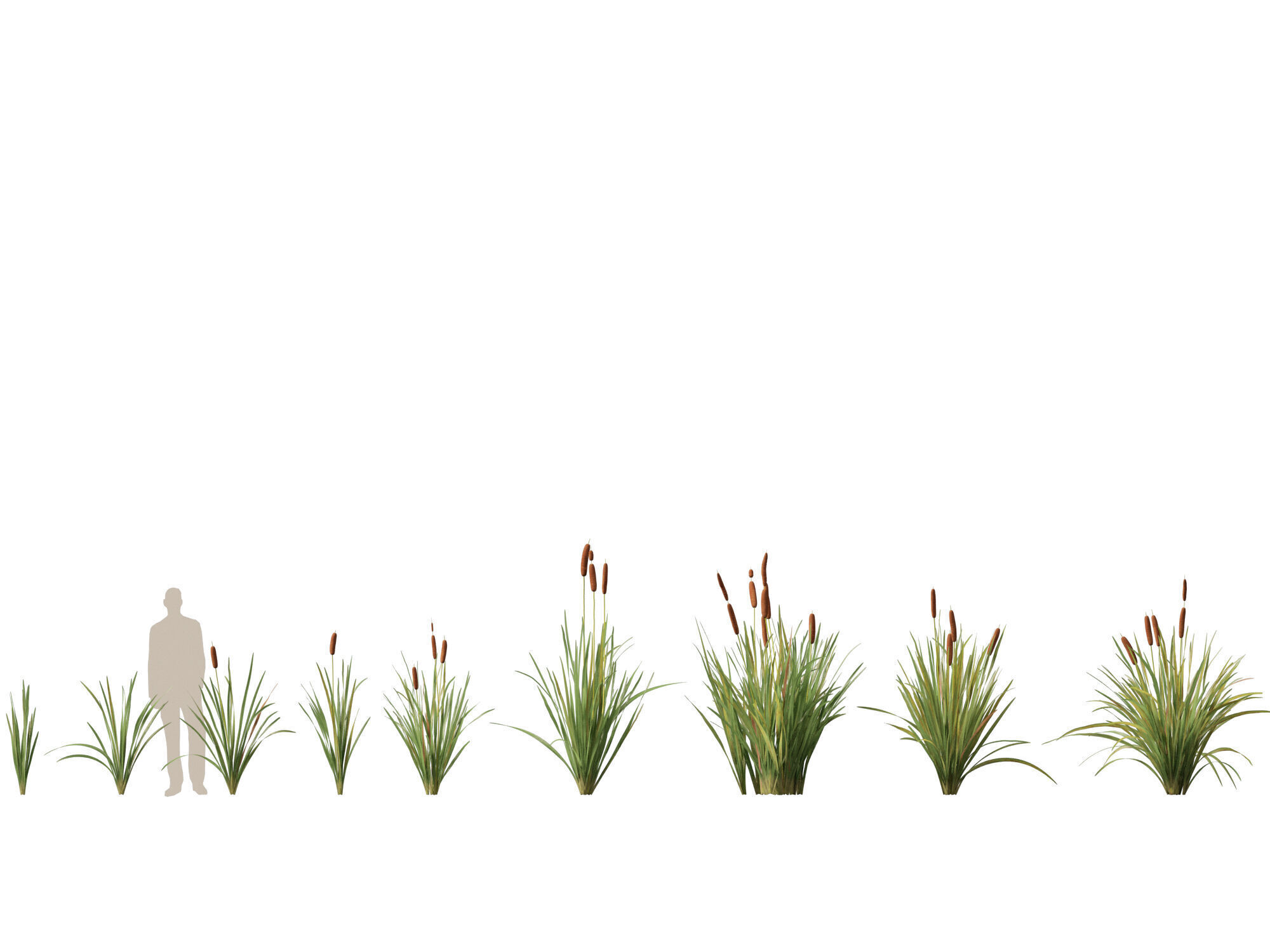 Highpoly LowPoly - Typha orientalis - bulrush Low-poly 3D model_1