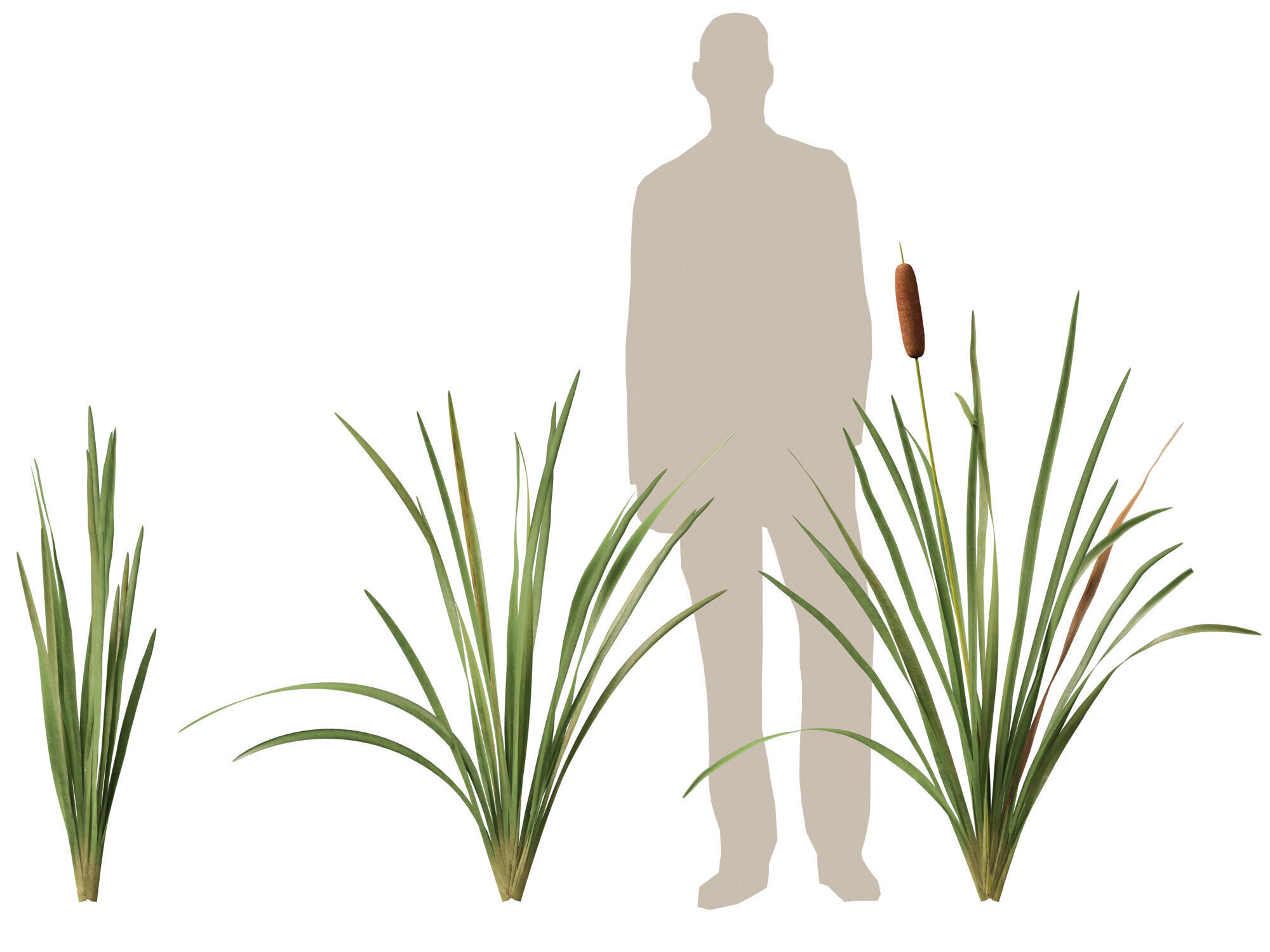 Highpoly LowPoly - Typha orientalis - bulrush Low-poly 3D model_6