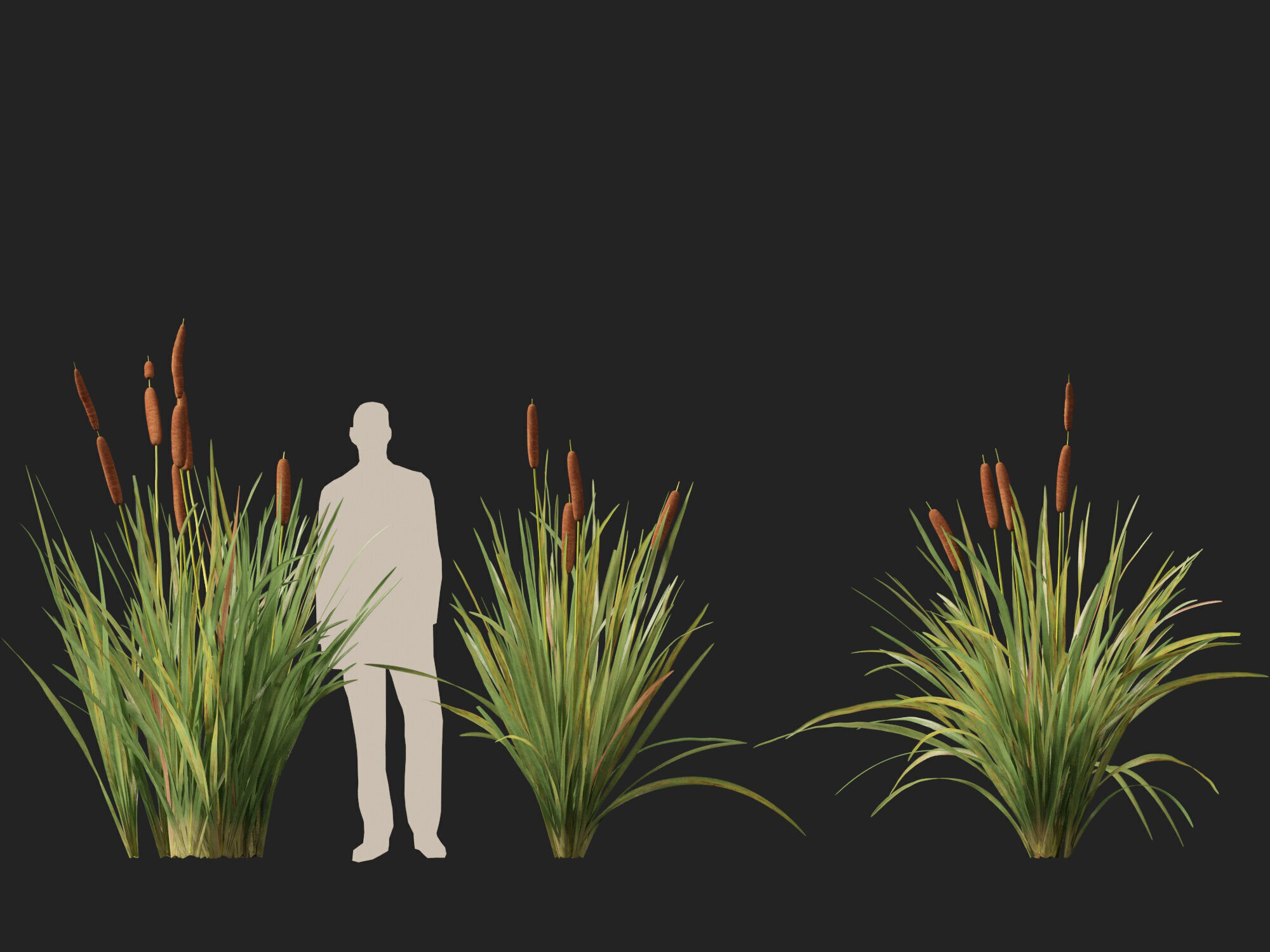 Highpoly LowPoly - Typha orientalis - bulrush Low-poly 3D model_11