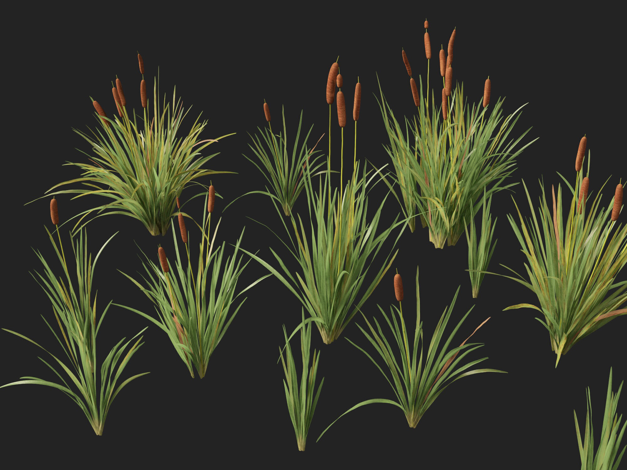 Highpoly LowPoly - Typha orientalis - bulrush Low-poly 3D model_2