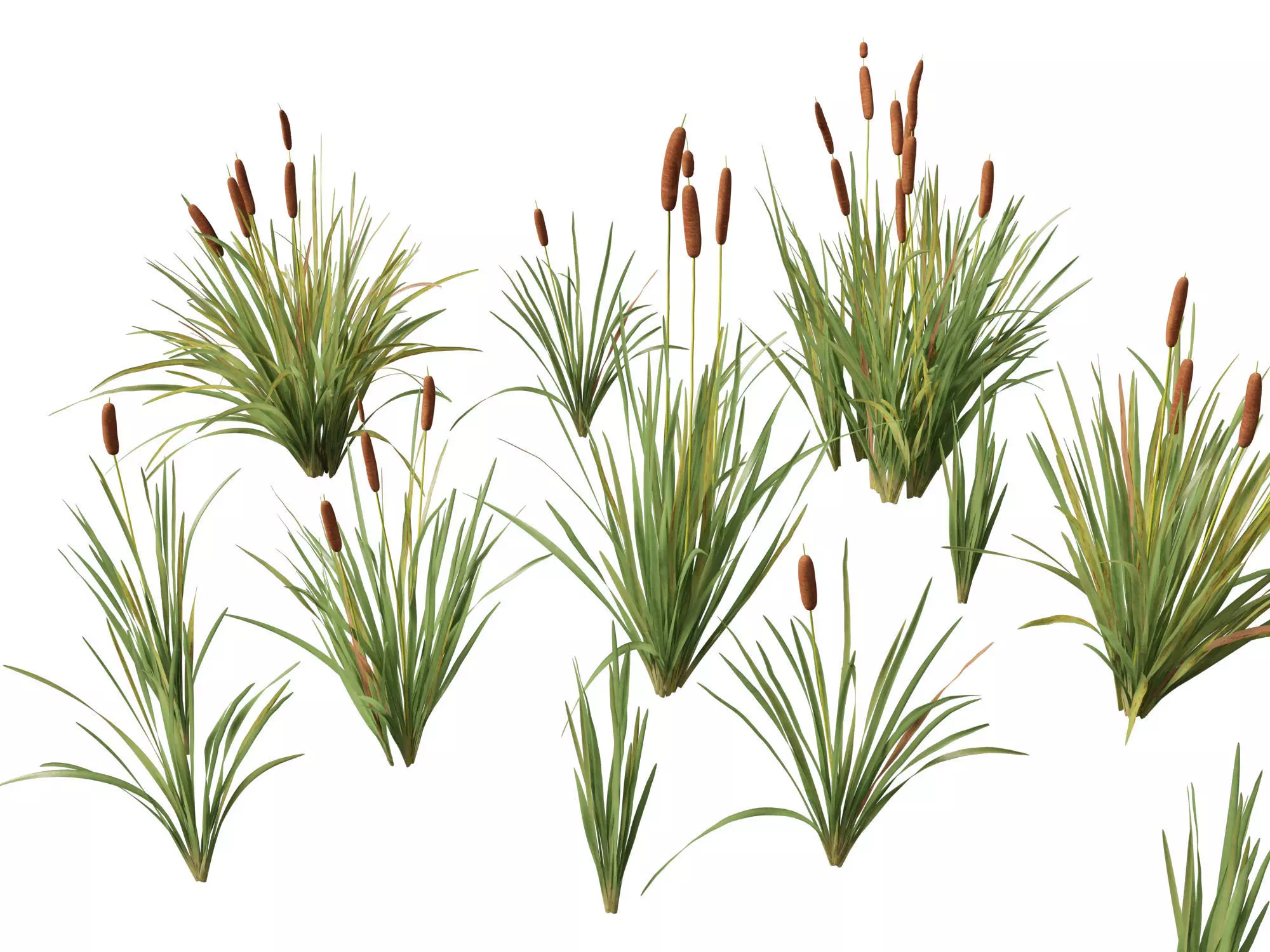 Highpoly LowPoly - Typha orientalis - bulrush Low-poly 3D model_0