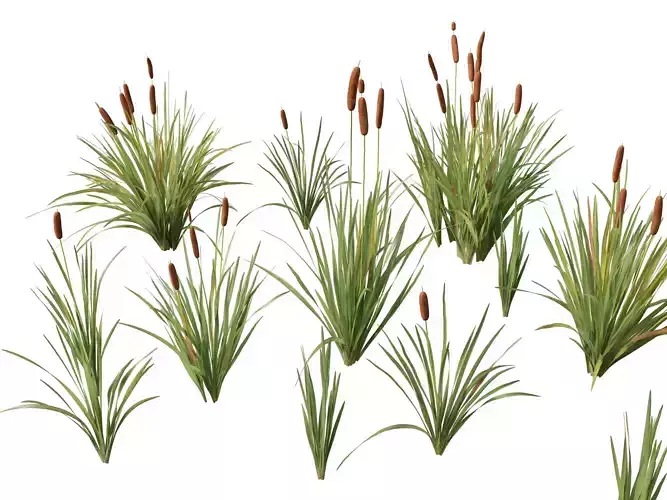 Highpoly LowPoly - Typha orientalis - bulrush
