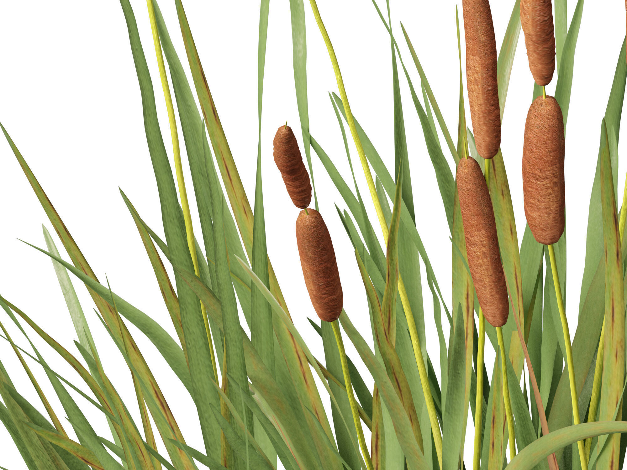 Highpoly LowPoly - Typha orientalis - bulrush Low-poly 3D model_3