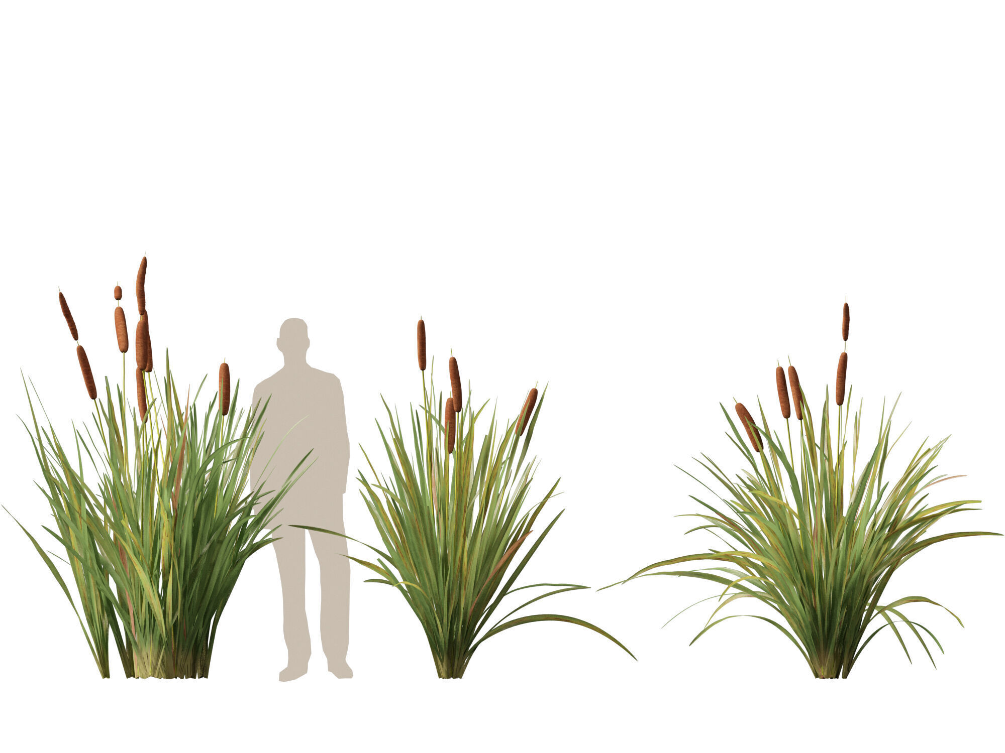 Highpoly LowPoly - Typha orientalis - bulrush Low-poly 3D model_10