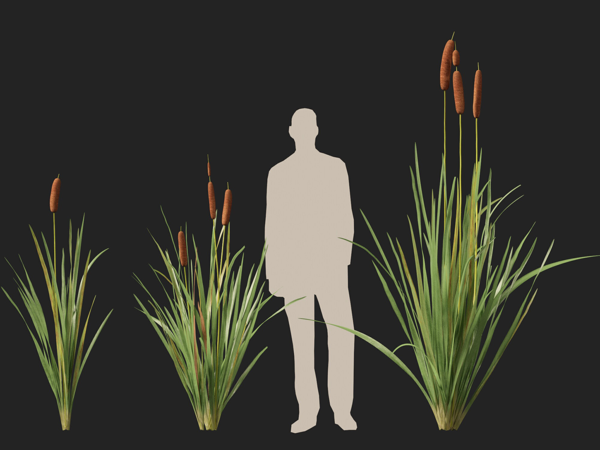 Highpoly LowPoly - Typha orientalis - bulrush Low-poly 3D model_9