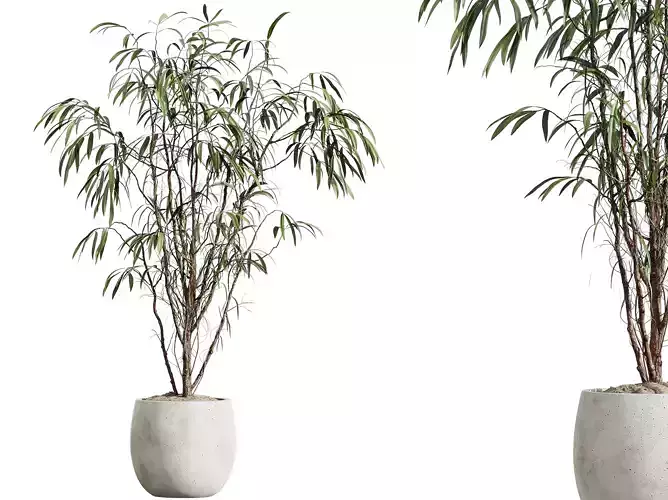 AV HousePlants Japandi Minimalism Ficus Dracaena Marginata21