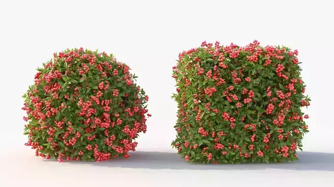 Pyracantha Concinea 3D Model