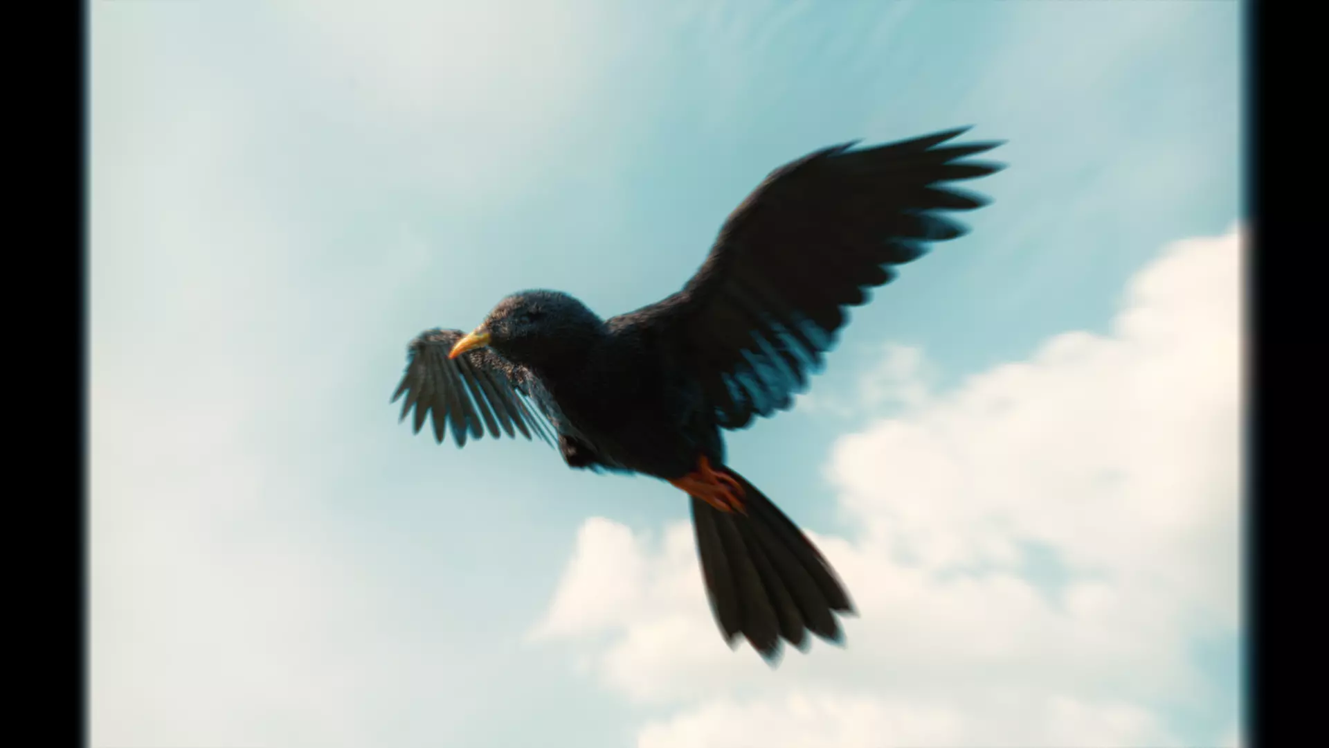 CHOQUARD A BEC JAUNE -  3D MODEL 3D model_0