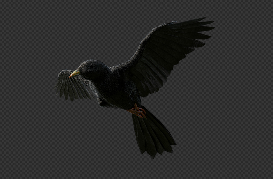 CHOQUARD A BEC JAUNE -  3D MODEL 3D model_3