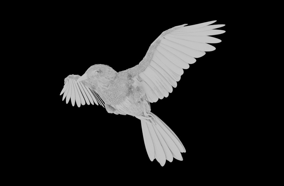 CHOQUARD A BEC JAUNE -  3D MODEL 3D model_4