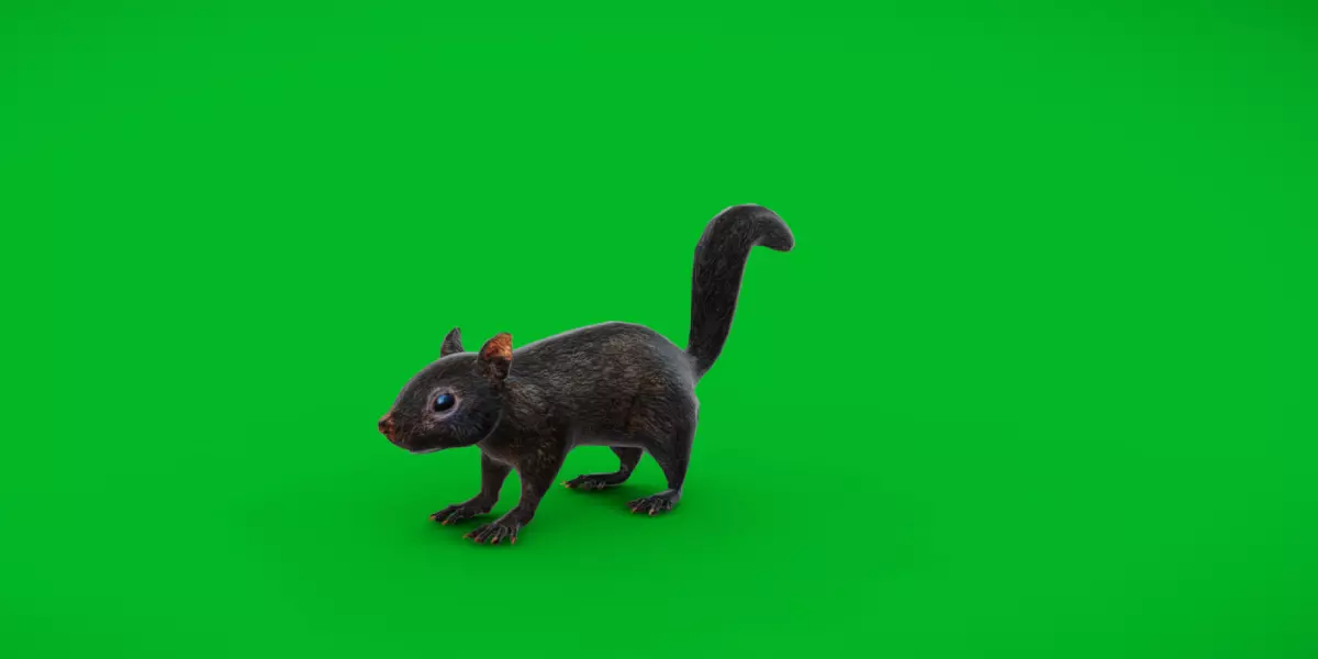 Black Canadian Squirrel Low-poly 3D model