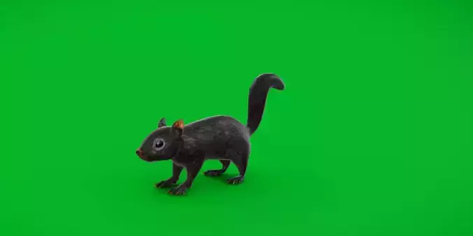 Black Canadian Squirrel Low-poly 3D model