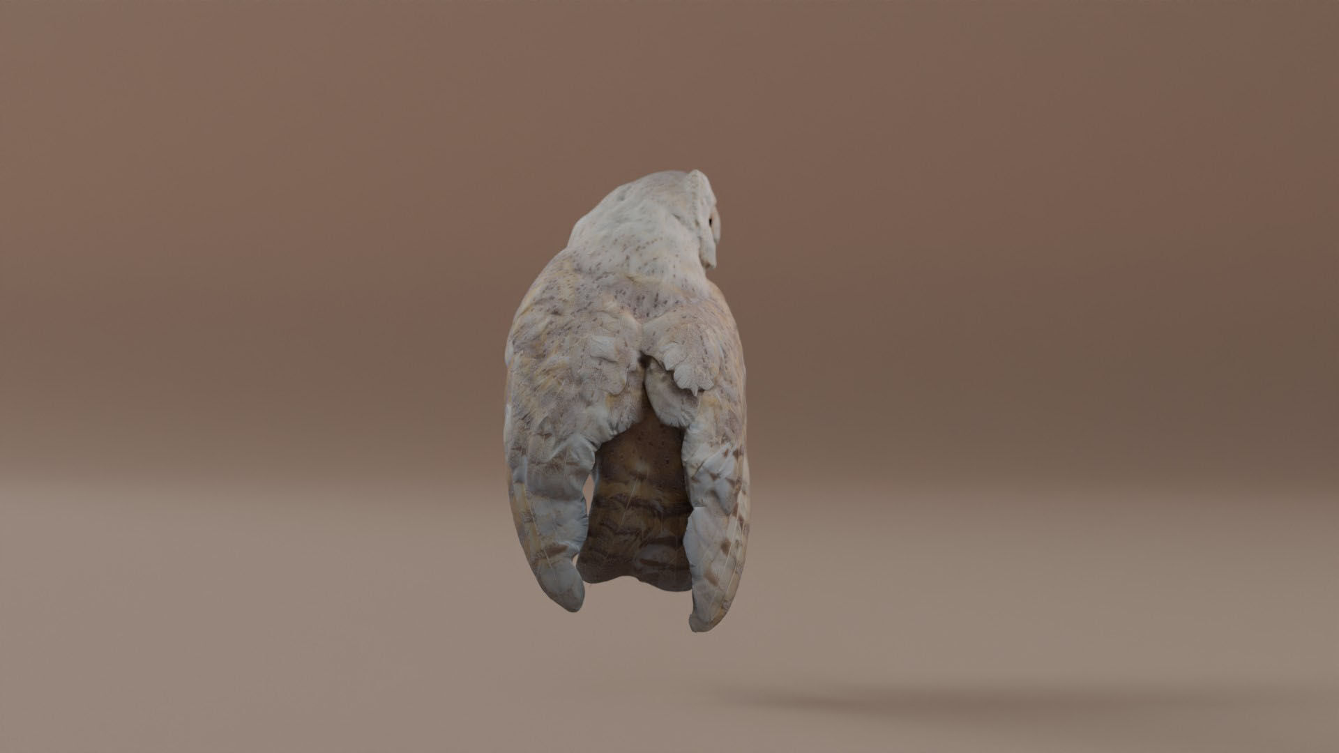 Photorealistic Barn Owl Low-poly 3D model_10