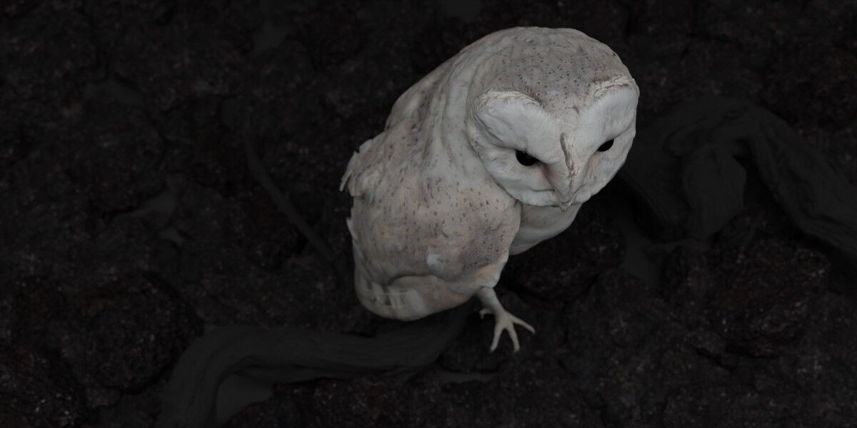 Photorealistic Barn Owl Low-poly 3D model_7