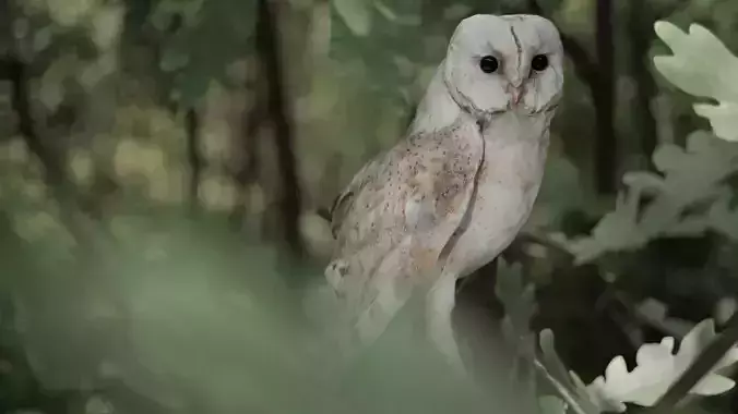 Photorealistic Barn Owl Low-poly 3D model