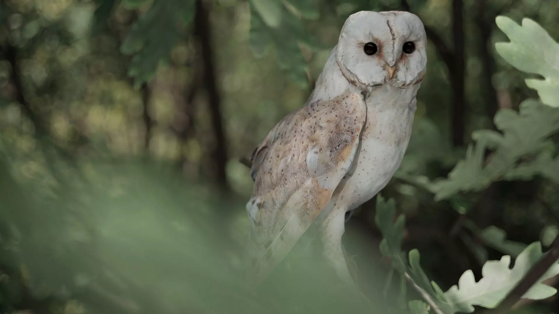 Photorealistic Barn Owl Low-poly 3D model_0