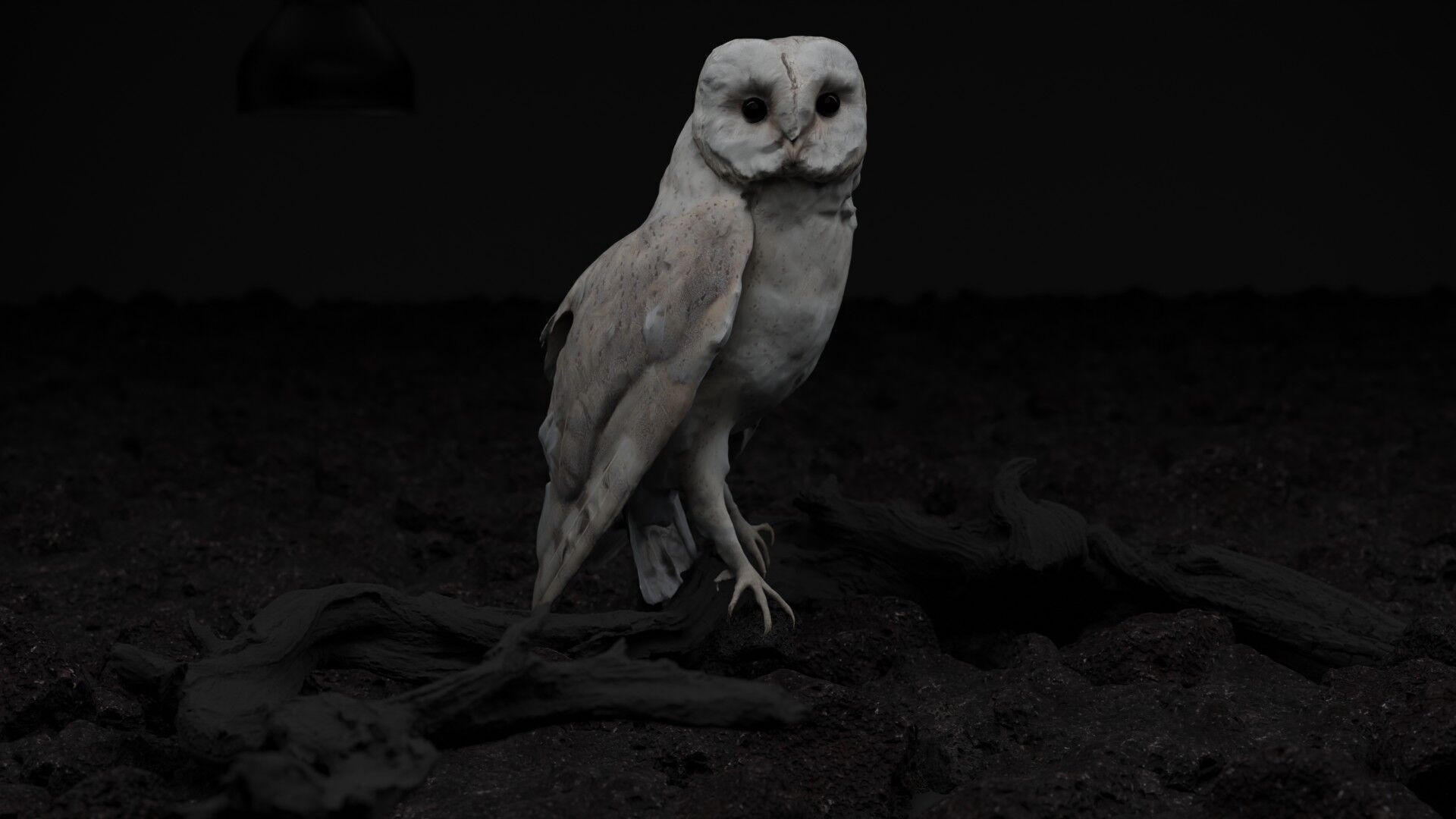 Photorealistic Barn Owl Low-poly 3D model_8