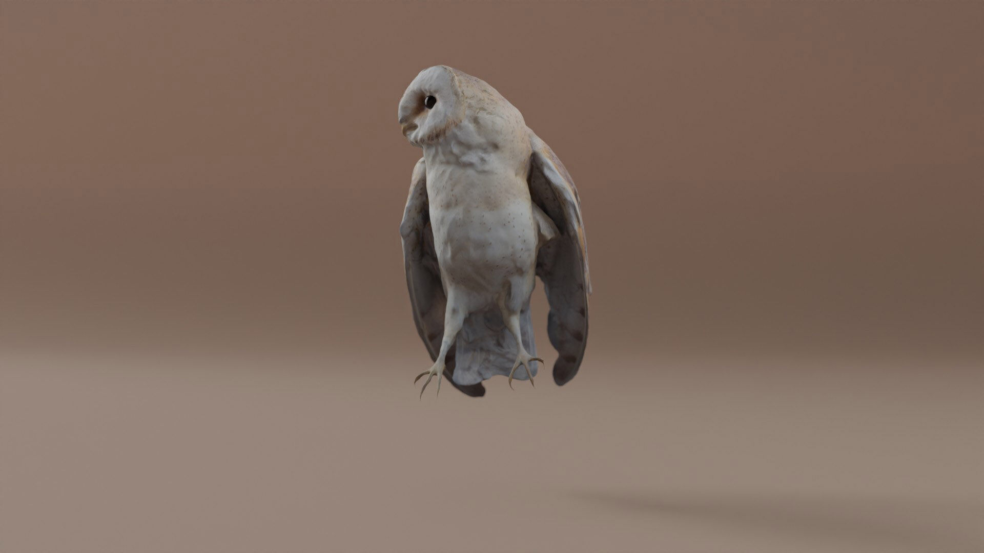 Photorealistic Barn Owl Low-poly 3D model_13