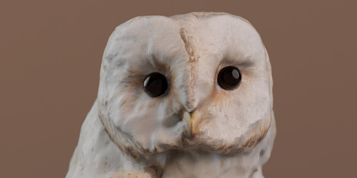 Photorealistic Barn Owl Low-poly 3D model_6