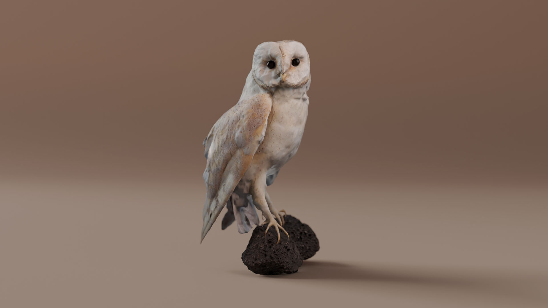 Photorealistic Barn Owl Low-poly 3D model_4