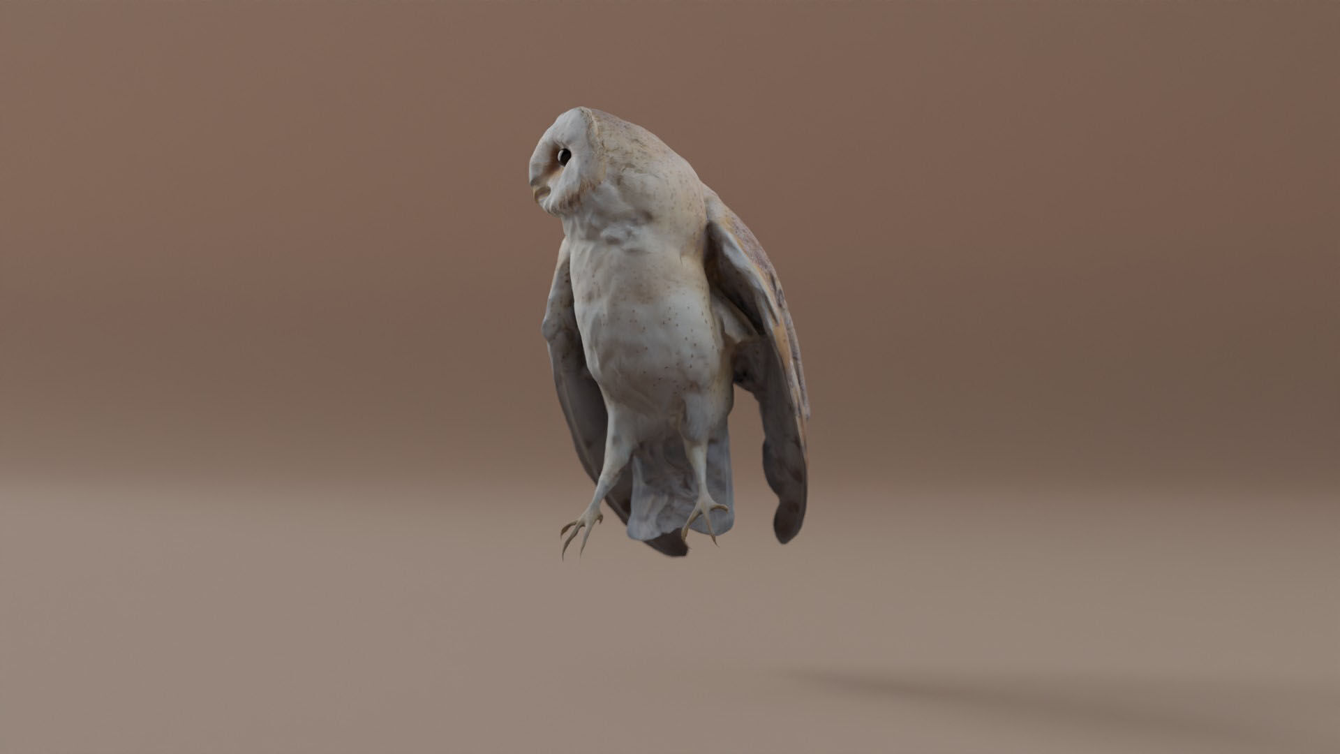 Photorealistic Barn Owl Low-poly 3D model_9