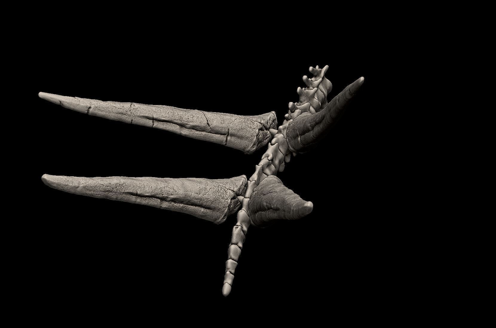 Stegosaurus Tail Bones 3D print model_6