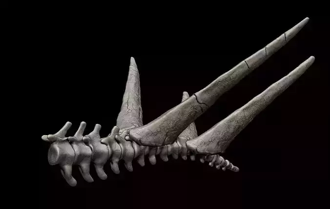 Stegosaurus Tail Bones
