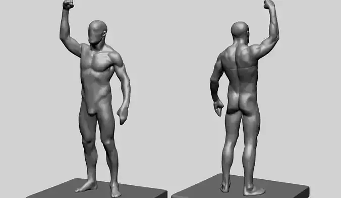Human Anatomy - Male C 3D model