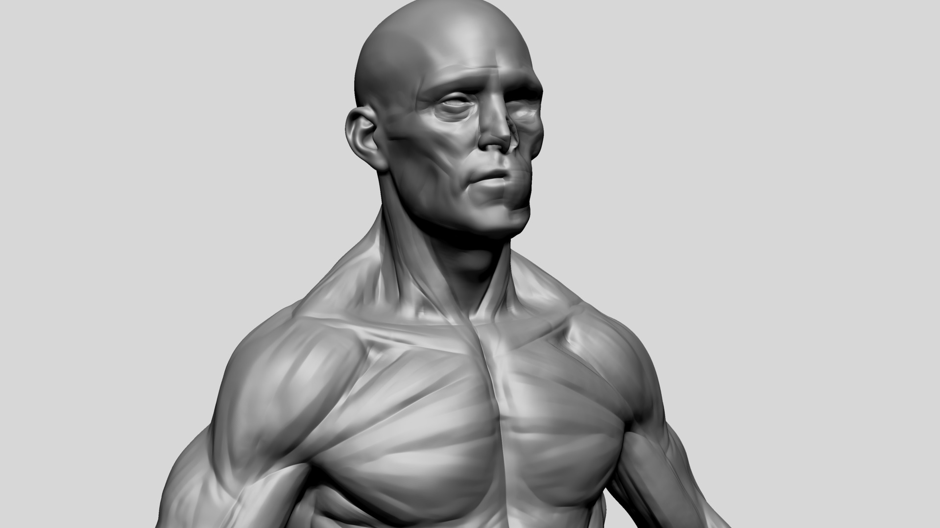 Human Anatomy - Male D 3D model_9
