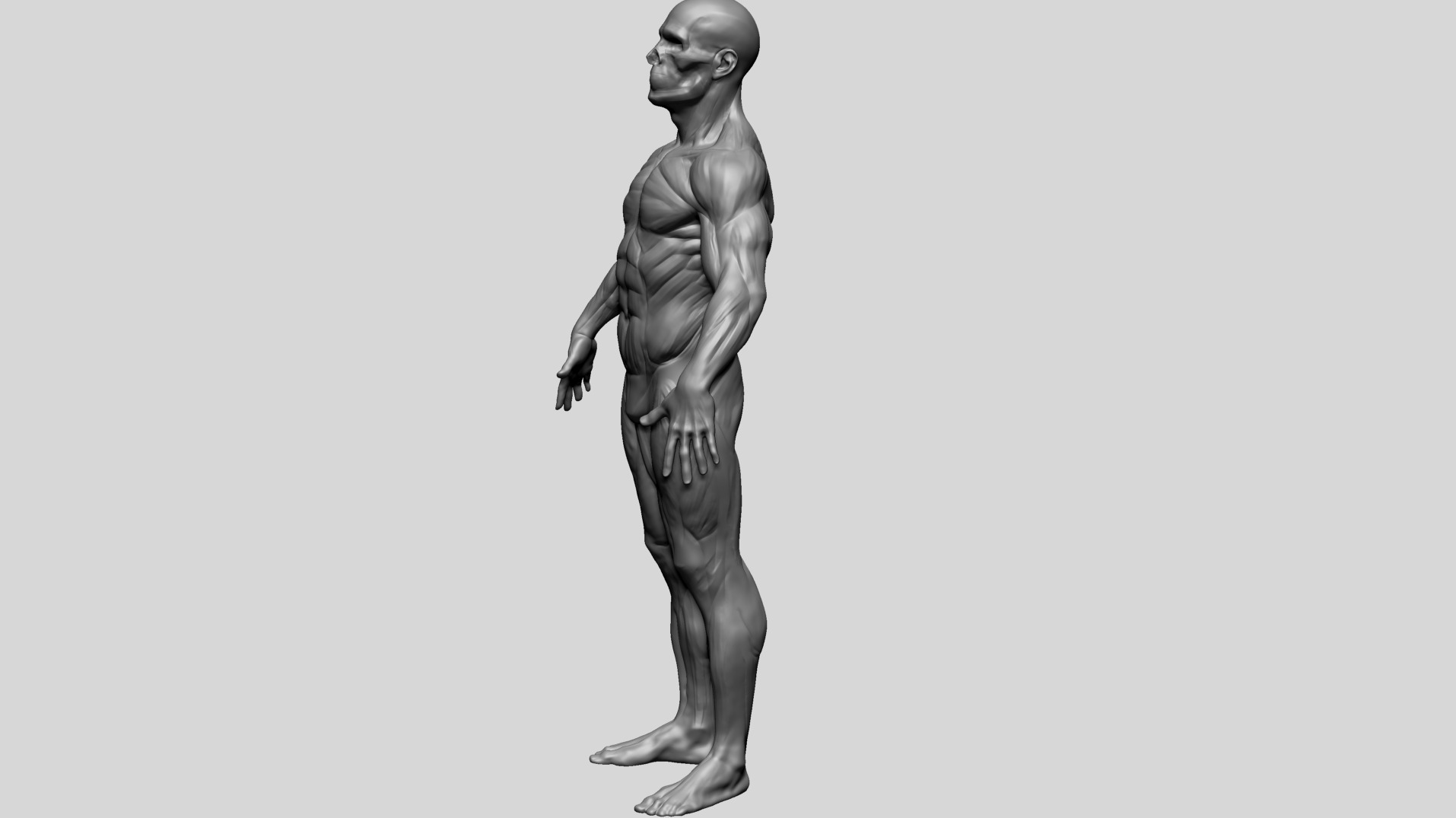 Human Anatomy - Male D 3D model_6