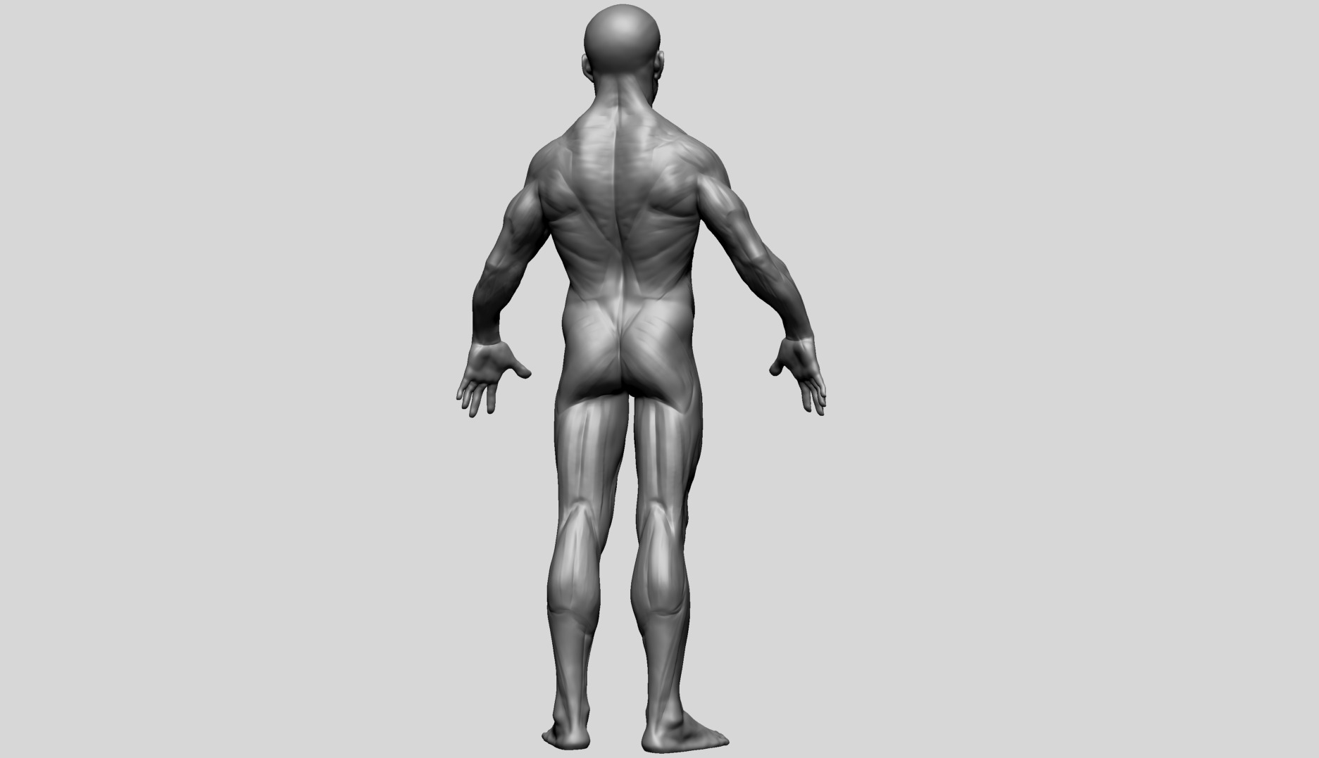 Human Anatomy - Male D 3D model_5