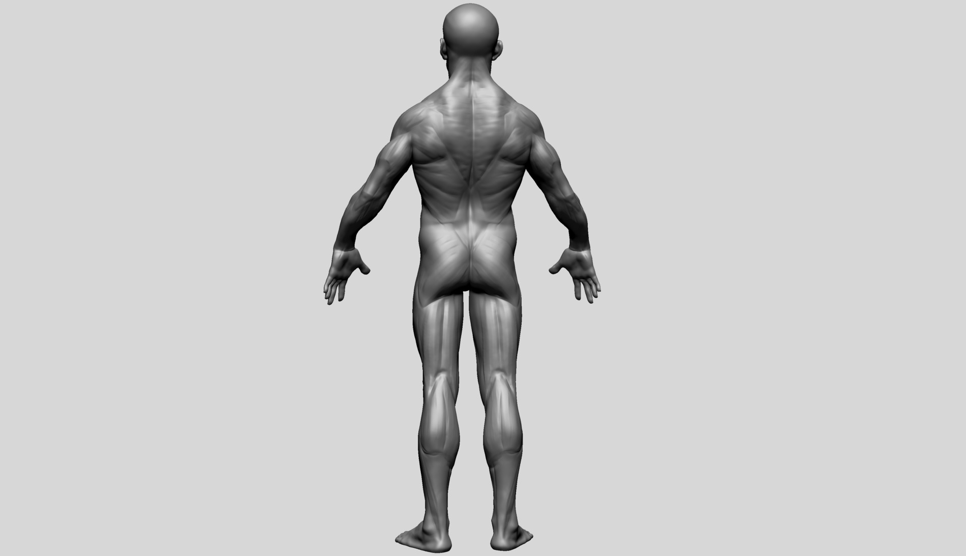 Human Anatomy - Male D 3D model_2