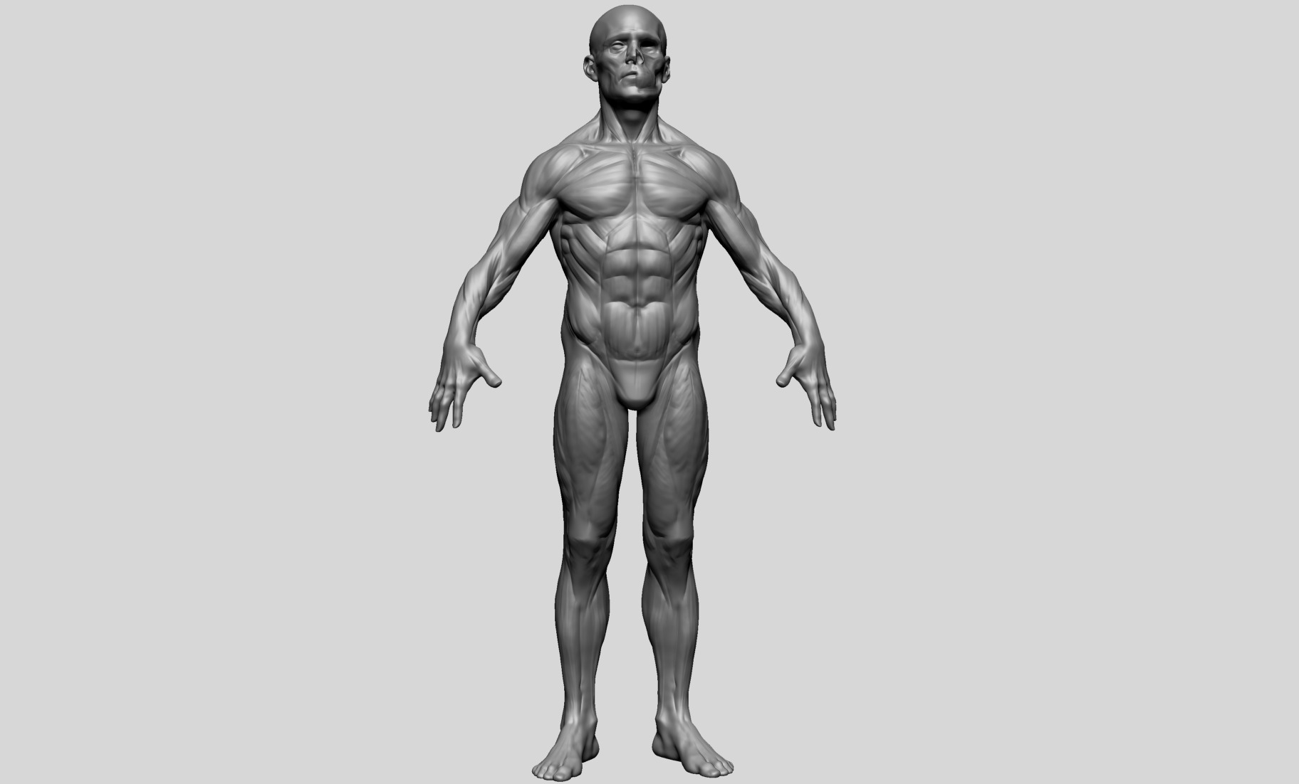 Human Anatomy - Male D 3D model_1