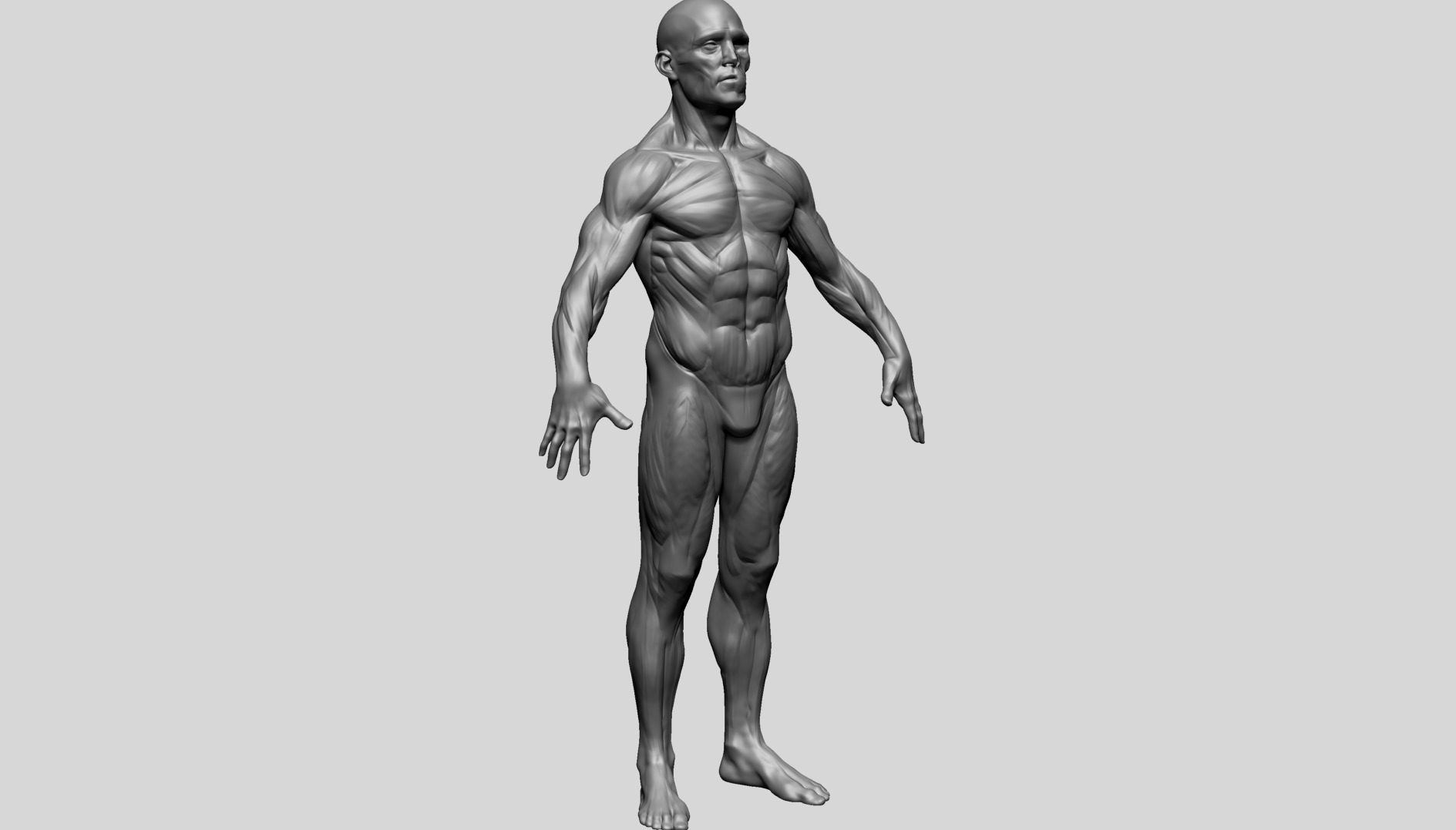 Human Anatomy - Male D 3D model_3