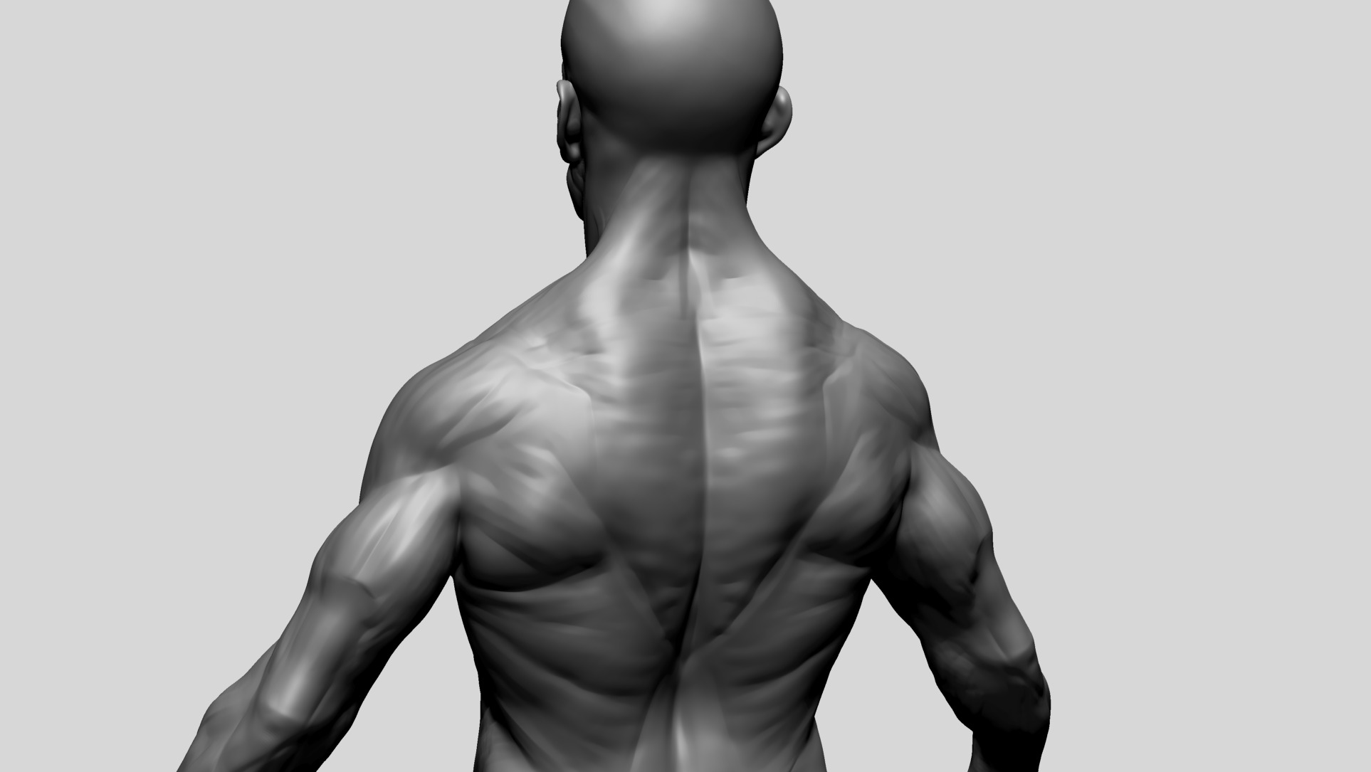 Human Anatomy - Male D 3D model_10