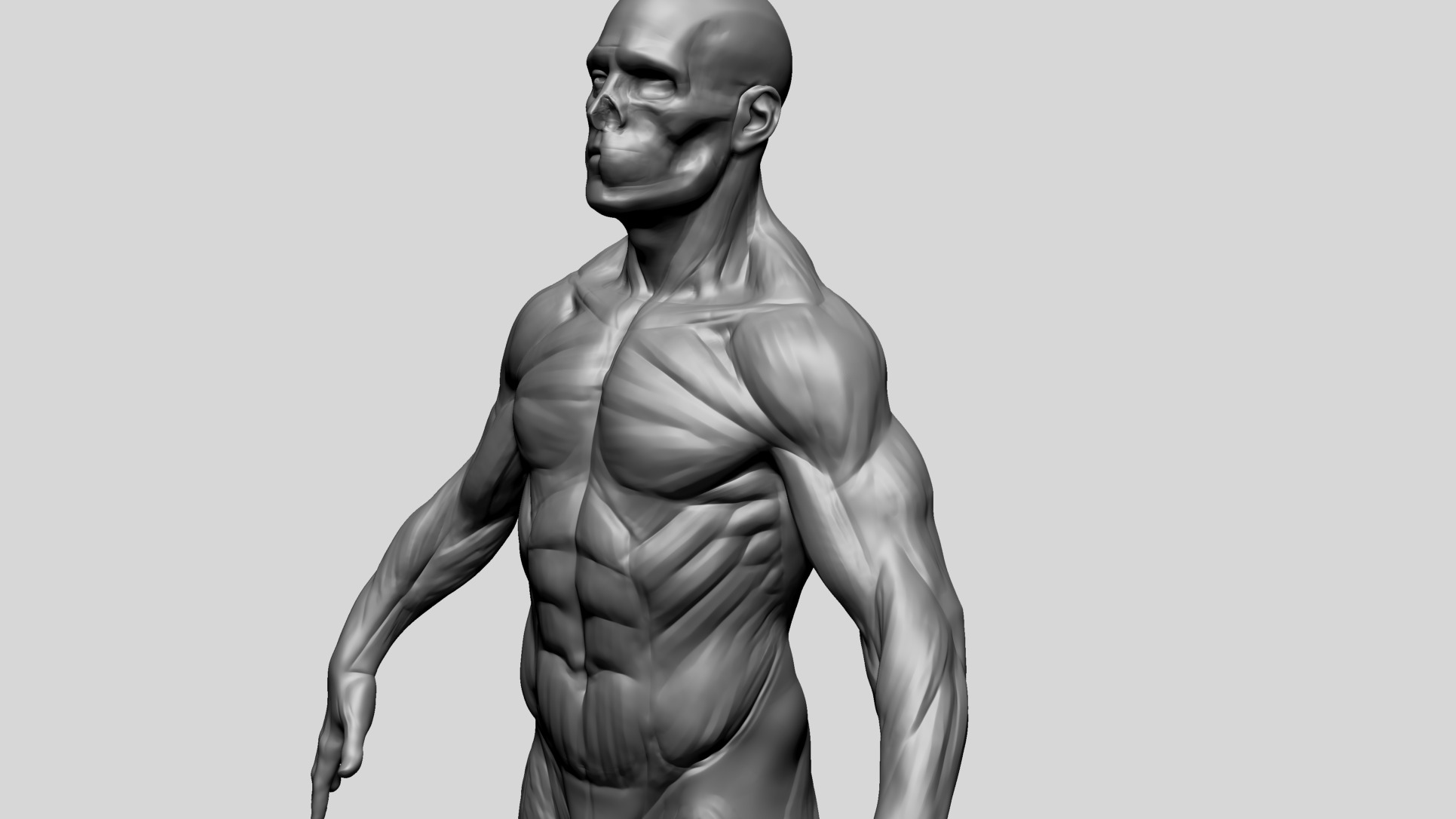 Human Anatomy - Male D 3D model_8