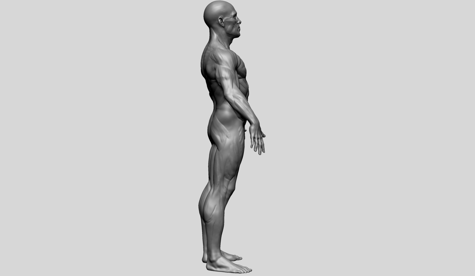 Human Anatomy - Male D 3D model_4