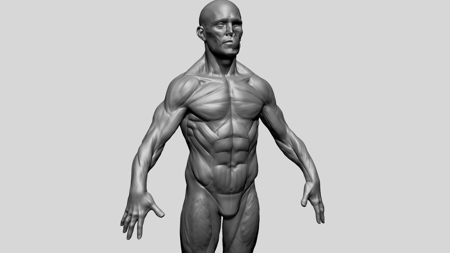 Human Anatomy - Male D 3D model_7