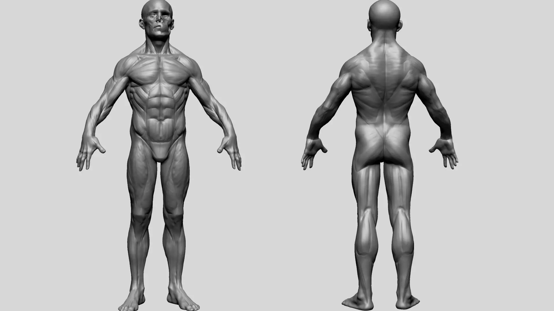 Human Anatomy - Male D 3D model_0