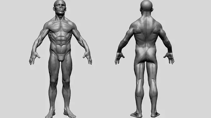 Human Anatomy - Male D 3D model
